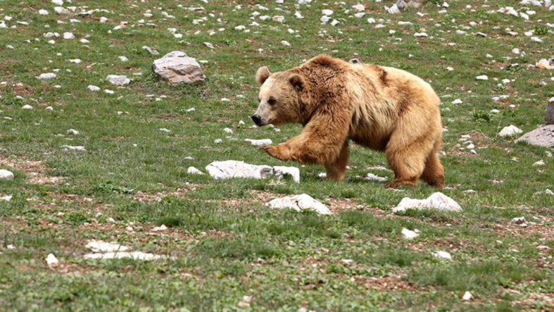 Japonya'da ayı saldırılarına karşı ek bütçe teklifi