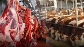 Paraguay asıl golü Türkiye'ye sığır eti ithalatı ile attı